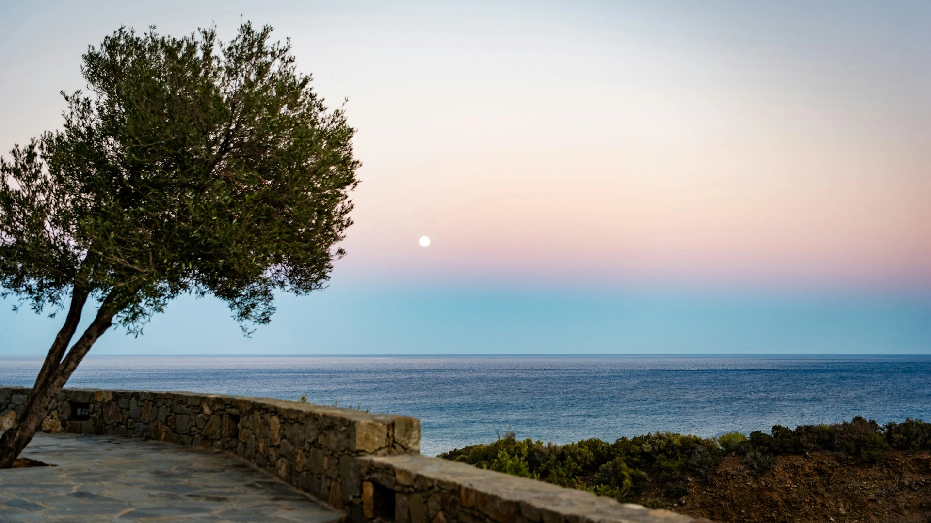Olive tree with sea background
